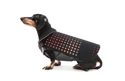 Disco Dog – dyskotekowe ubranko dla psa