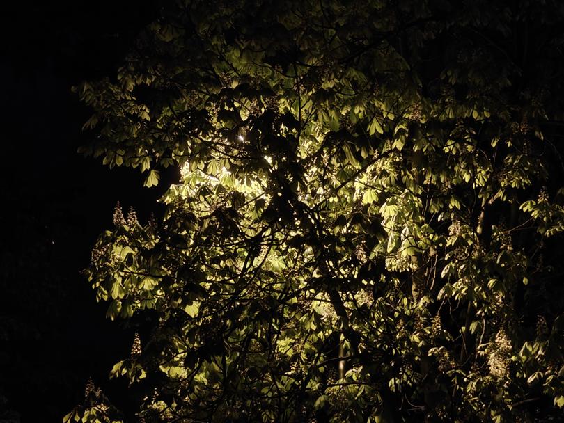 OnePlus 12 zdjęcie noc drzewa