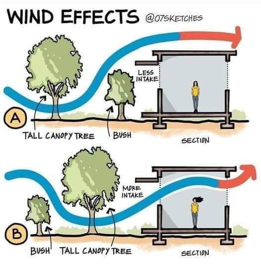 drzewa wiatrochronne wiatr