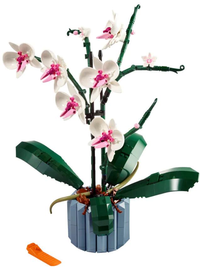 Icons Orchidea 